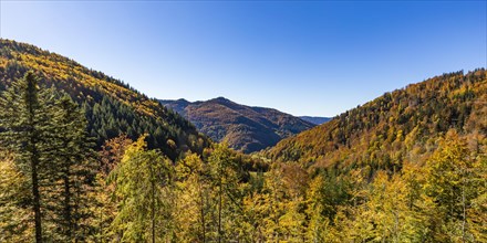 Mixed forest in the Upper Black Forest in autumn