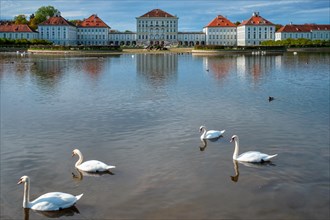 Swans in pond in front of the Nymphenburg Palace
