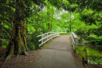 Bridge in a park with green trees