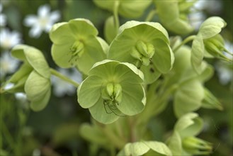 Blossoms of a green hellebore