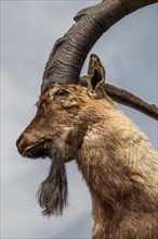 Wild brown mountain goat with two huge horns