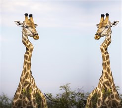Portrait of Two Giraffes
