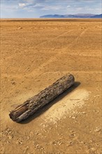 Driftwood on the remote sandy beach Rauoisandur