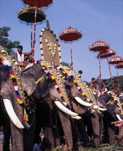 Caparisoned elephants in Pooram festival