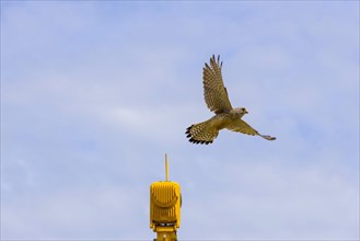 Taking off common kestrel