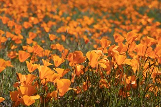 California poppies landscape during the 2019 super bloom