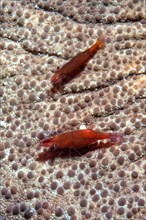 Extreme close-up photo of pair of starfish partner shrimp