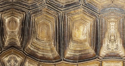 Texture of a tortoise shell