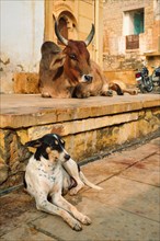 Indian cow and dog resting sleeping in the street