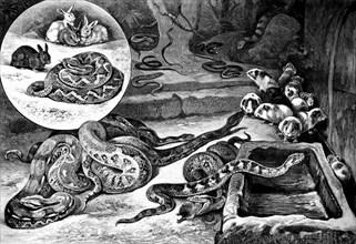 Snake feeding in the Berlin Aquarium in 1878