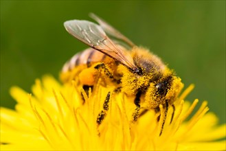 Detail closeup of honeybee
