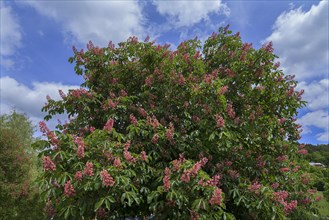 Red horse chestnut