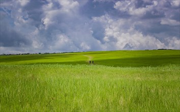Two men walking in the distance of a field