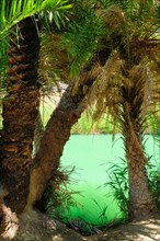Palm tree forest of Cretan date palm Phoenix theophrastii and Megalopotamos river of Preveli