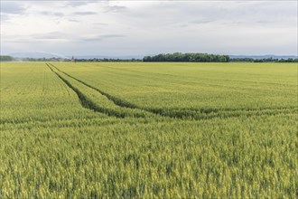 Wheat field in spring in plain. Alsace