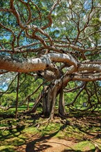 (Ficus Benjamina) tree in Peradeniya Botanical Gardens, Kandy, Sri Lank