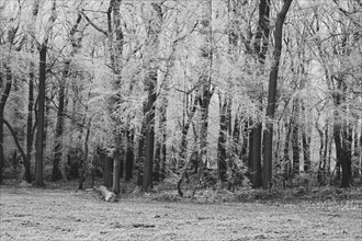 Deciduous forest with hoarfrost