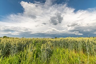 Wheat field in spring in plain. Alsace
