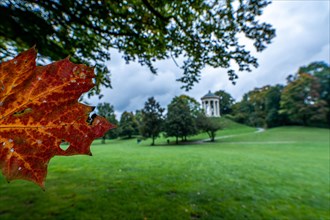 Autumn leaf with heart in the English Garden with a view of the Monopteros Temple in the background