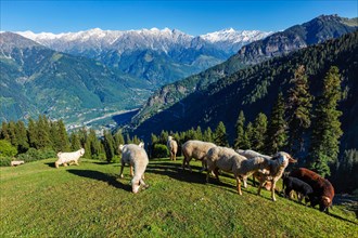 Flock of sheep in the Himalayas mountains