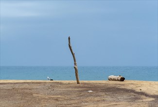 Wooden pole and driftwood on deserted beach