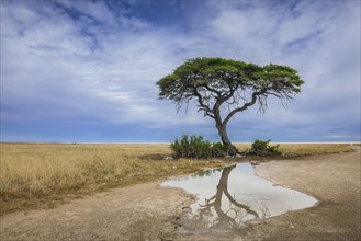 A tree at the edge of the salt pan is reflected in a puddle
