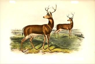 Black-tailed deer
