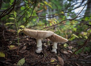 Pearl mushroom