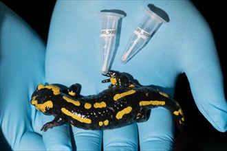 Forschung zum Salamanderfresser Pilz Bsal