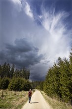 Hiker on a forest path through a coniferous forest with threatening storm clouds in the sky