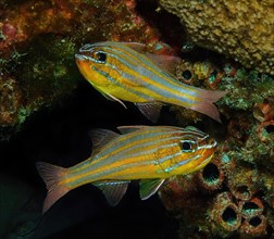 Pair of golden-striped cardinalfish
