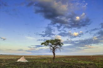 Tree and termite mound on the edge of the salt pan