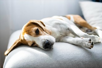 Adoult Male hound Beagle dog sleeping at home on the sofa. Cute dog portrait