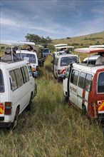 Lots of tourist buses watching animals in the Masai Mara