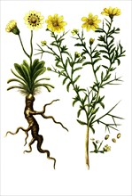 Chrysanthemum osteospermonnum