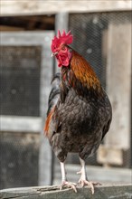 Rooster perched in a farmyard. AGF Educational Farm