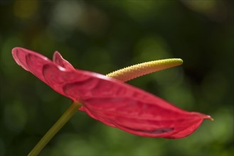 Flower of a large flamingo flower