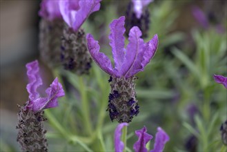 Bush of a lavender
