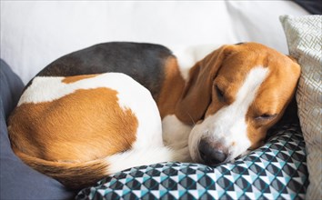 Adult male beagle dog sleeping on his pillow. Canine theme