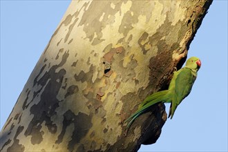 Rose-ringed parakeet