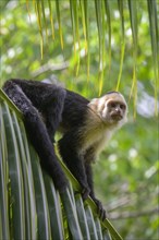 White-headed capuchin