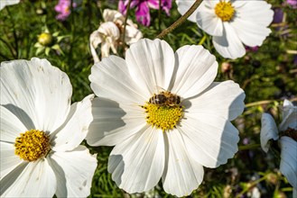 Eine fleissige Biene sucht auf einer grossen weissen Blume nach Nektar
