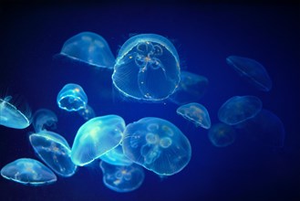 Blue medusa jellyfish floating underwater