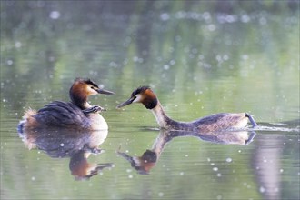 Pair of great crested grebe