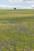 Nature reserve of Rotenbach meadows in High Black Forest. Friedenweiler