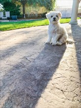 Cute maltese puppy sitting on patio in back yard of home