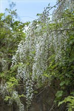 White chinese wisteria