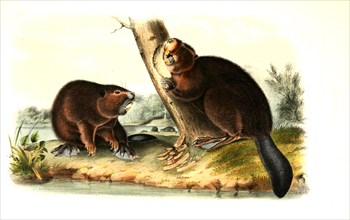 North american beavers