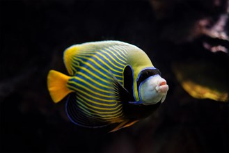 Emperor angelfish