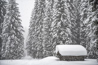 Tief verschneite kleine Huette in Fichtenwald bei starkem Schneefall